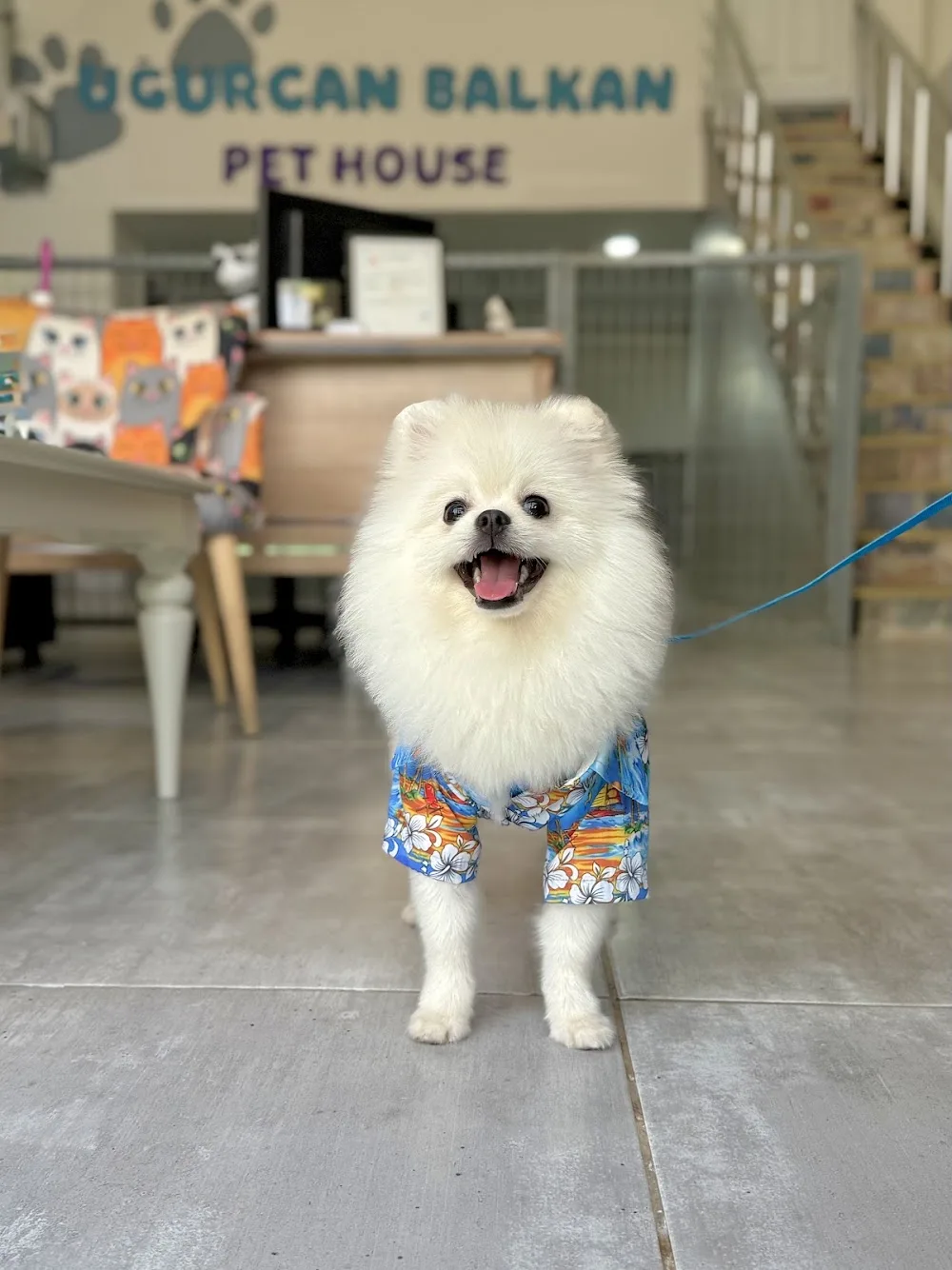 Uğurcan Balkan Pet House - Diyarbakır pet otel görseli 3