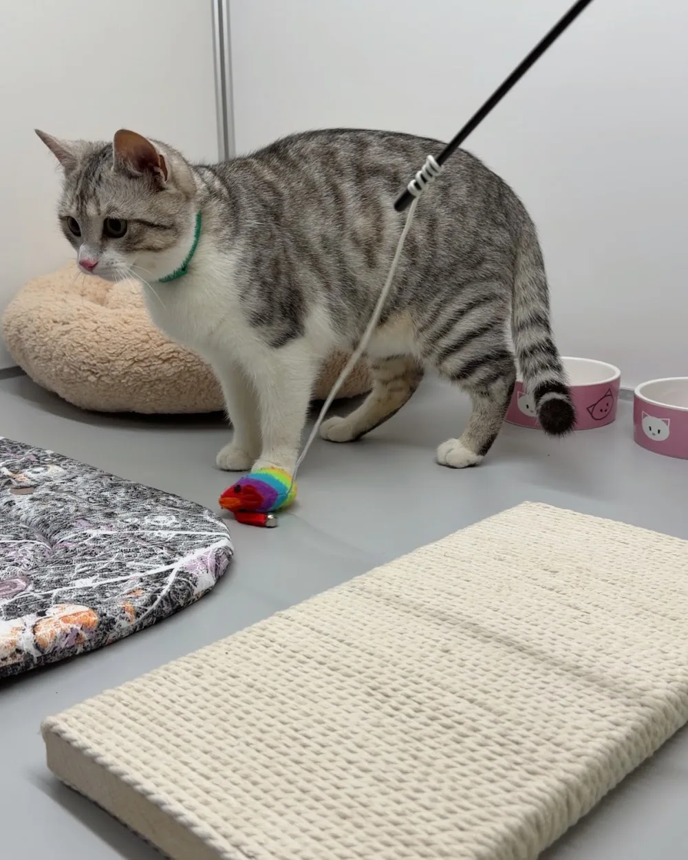 Zooworld Pet Hotel (зооготель, перетримка) - Ukraine pet otel görseli 3