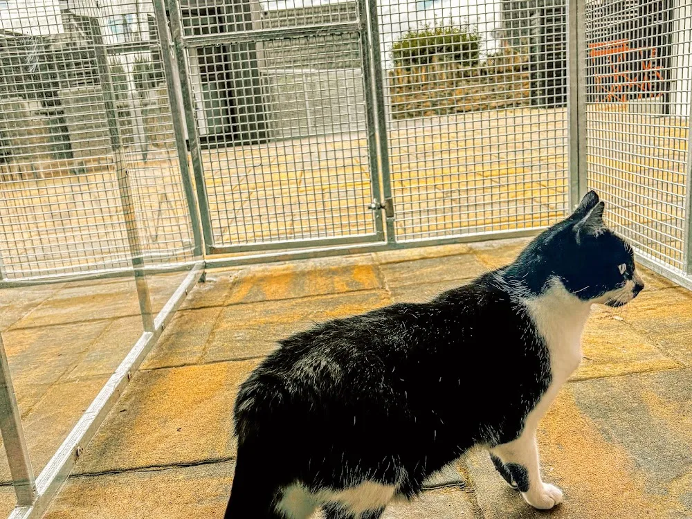 Alley Kat Hotel - Ulster pet otel görseli 3