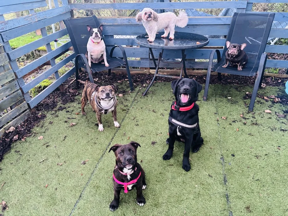 anAND all the doggy daycare Ltd - Ulster pet otel