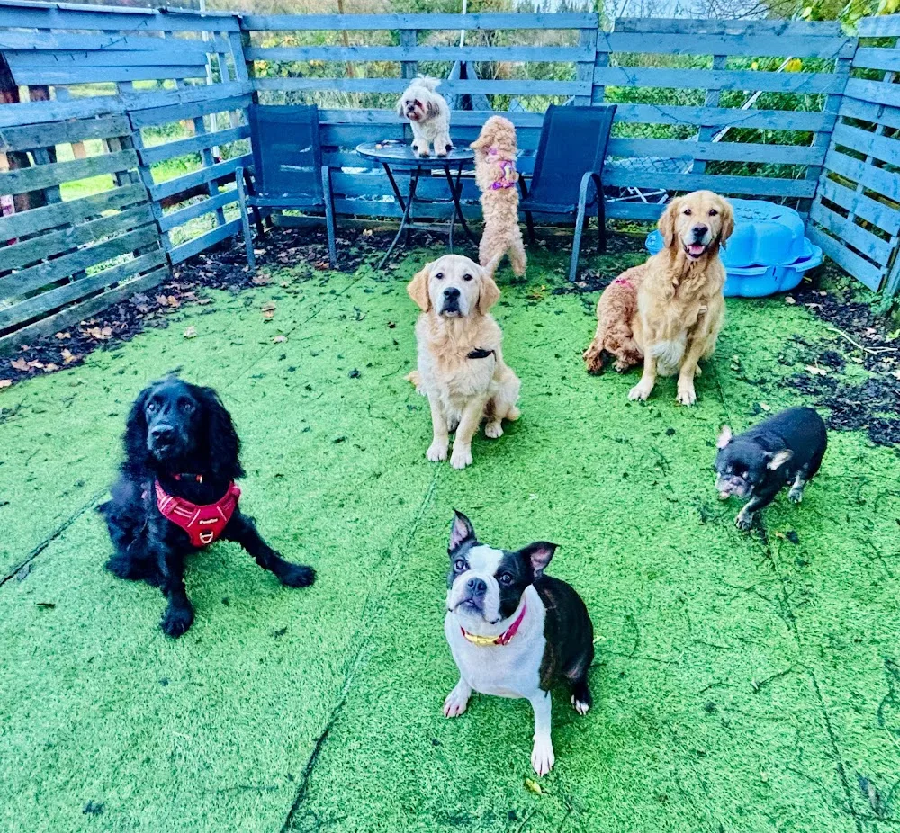 anAND all the doggy daycare Ltd - Ulster pet otel görseli 3