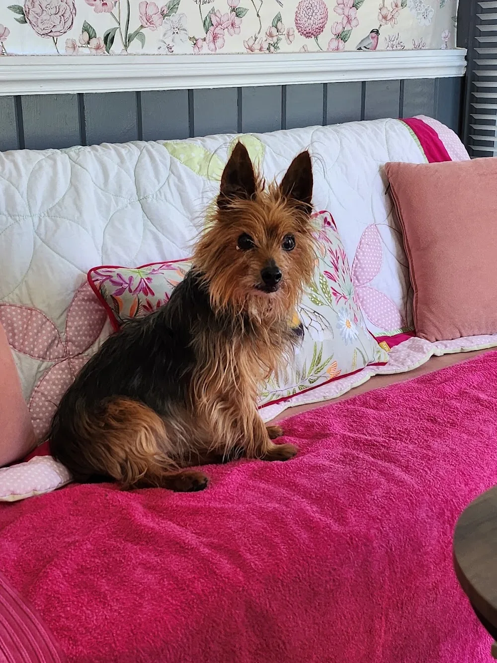 Ashbourne Boarding Kennels - Ulster pet otel