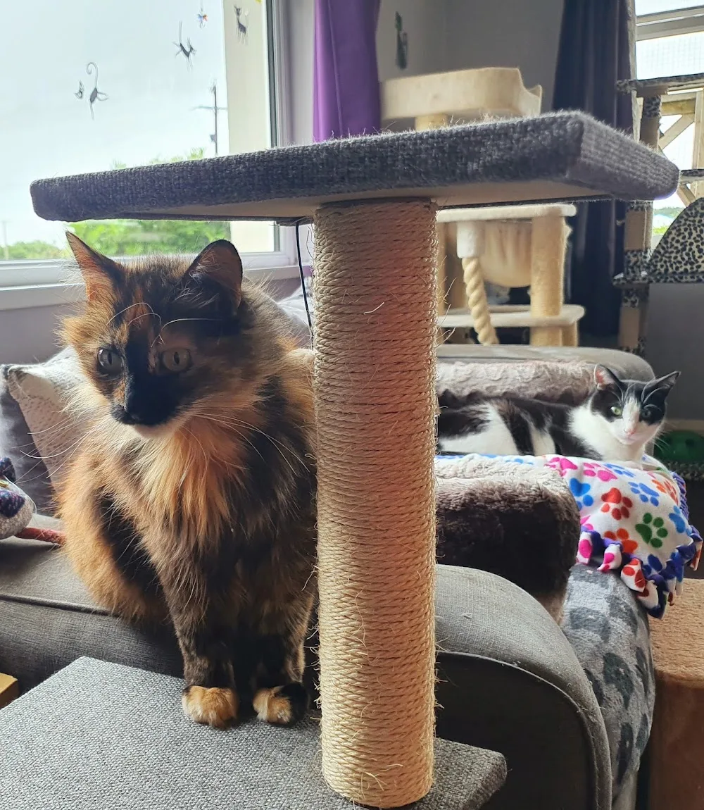 Ballyclare Cattery - Ulster pet otel