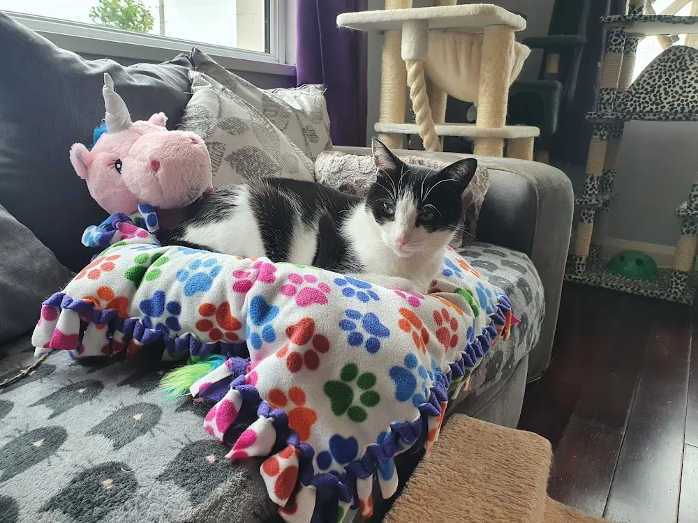 Ballyclare Cattery - Ulster pet otel görseli 3