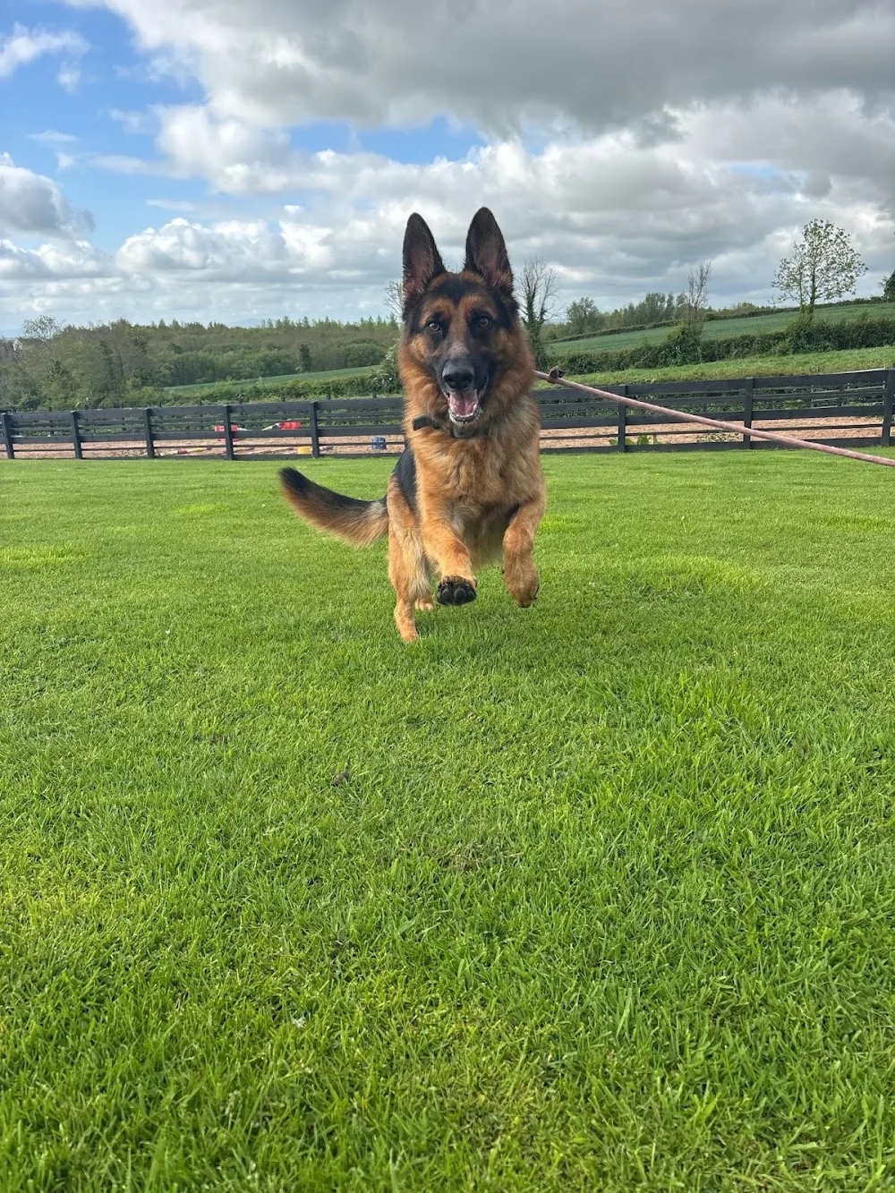 Ballydugan Kennels - Ulster pet otel