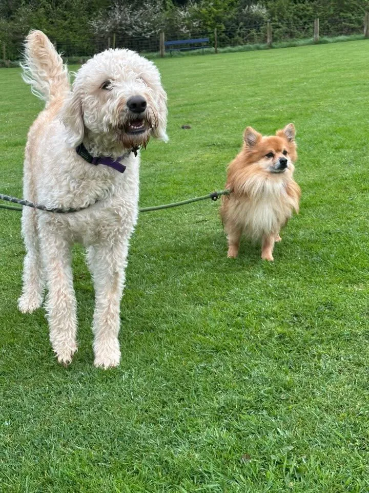 Ballydugan Kennels - Ulster pet otel görseli 3