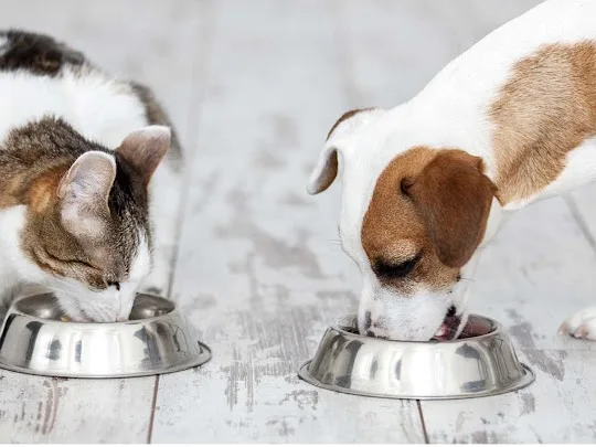 Ballypaw Kennels & Cattery - Ulster pet otel