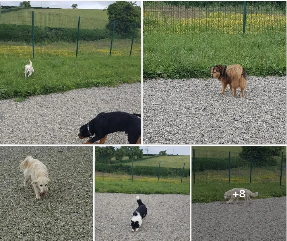 Ballypaw Kennels & Cattery - Ulster pet otel görseli 3