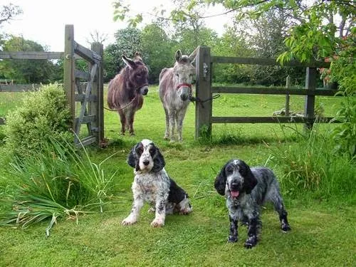 Birch Bark Boarding Kennels - Ulster pet otel