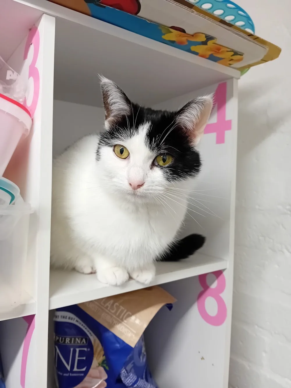 Black Paws Cattery - Ulster pet otel