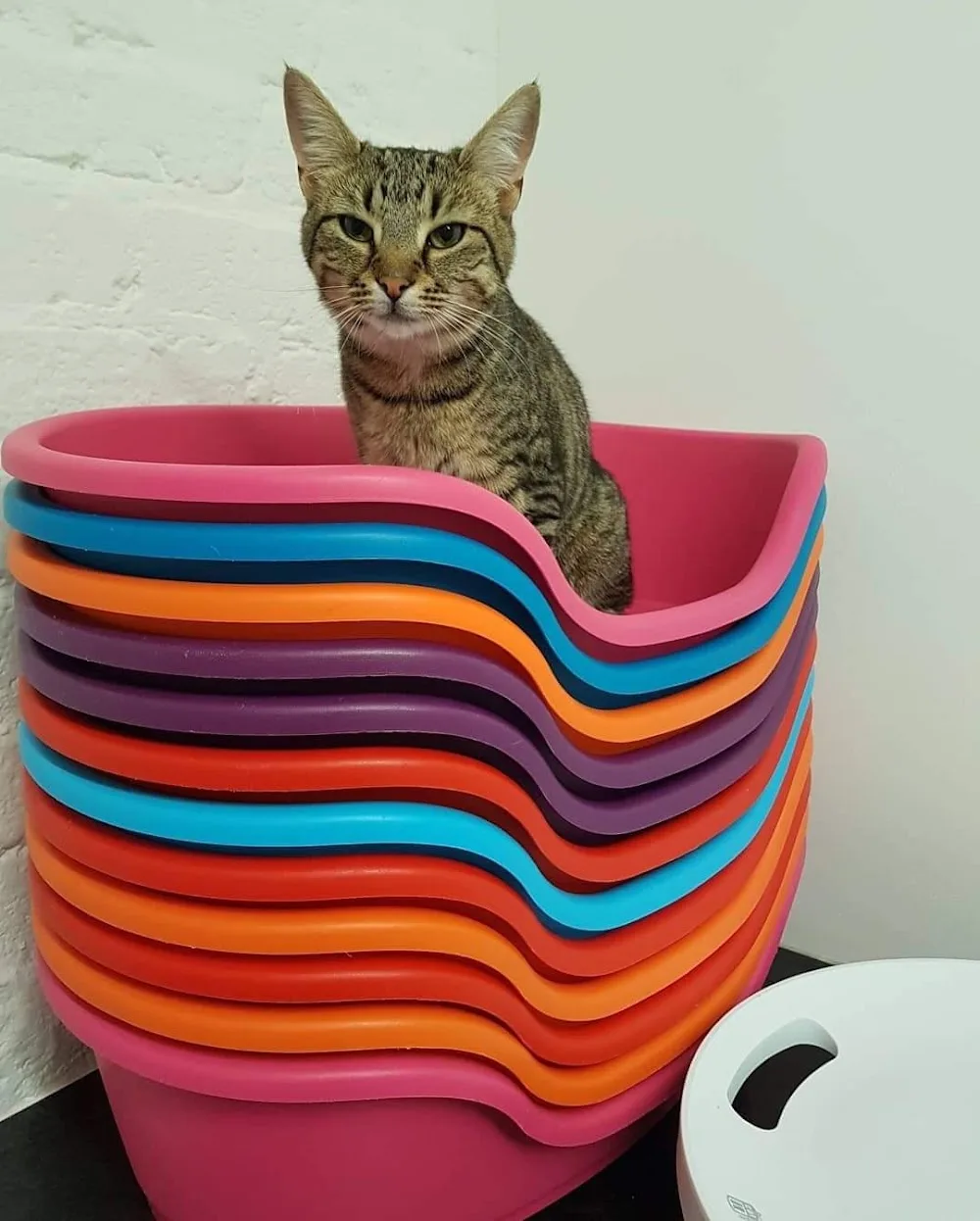 Black Paws Cattery - Ulster pet otel görseli 3