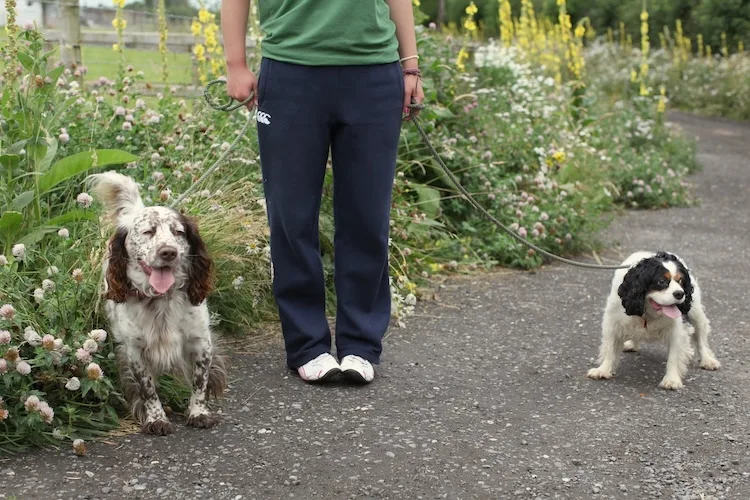 College Hall Boarding Kennels - Ulster pet otel
