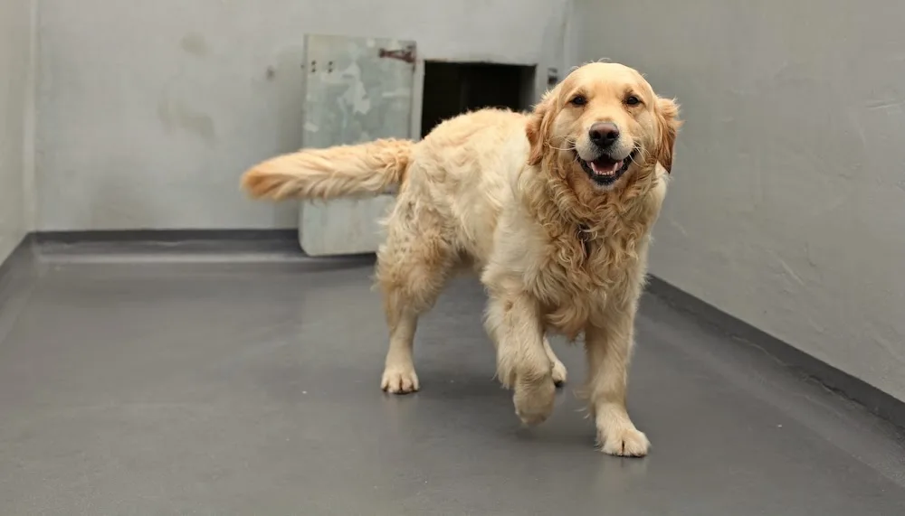 College Hall Boarding Kennels - Ulster pet otel görseli 3