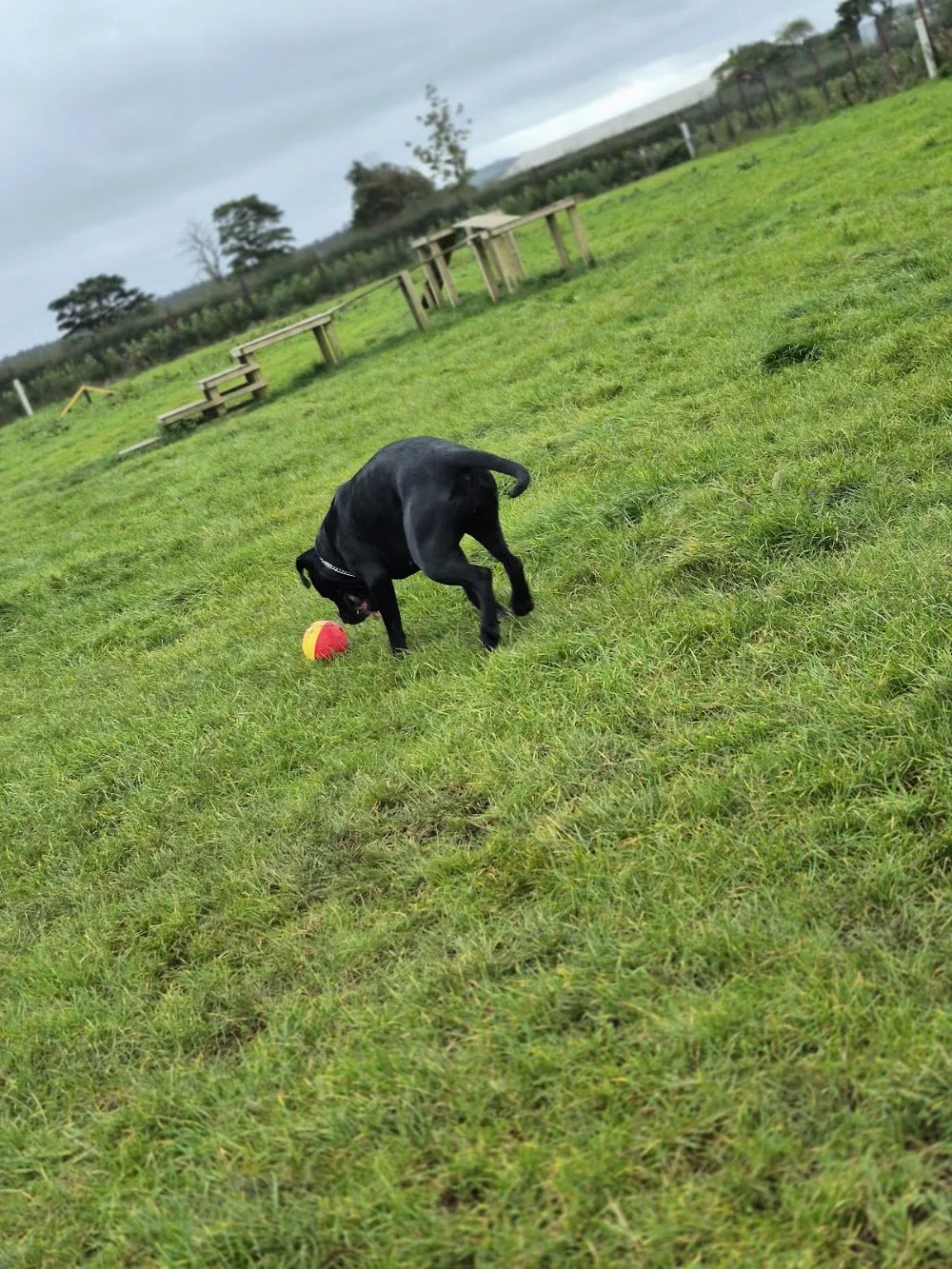 Country Canines Luxury Boarding - Ulster pet otel