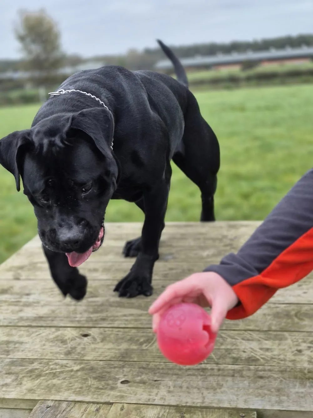 Country Canines Luxury Boarding - Ulster pet otel görseli 3