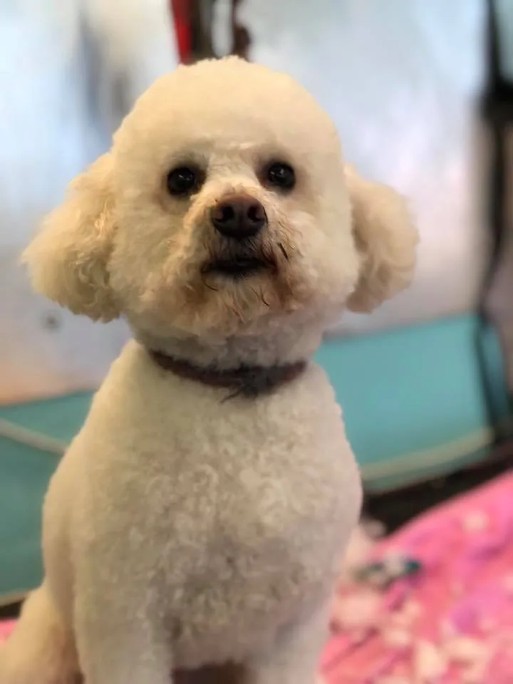 Cranmore Pet Hotel - Ulster pet otel