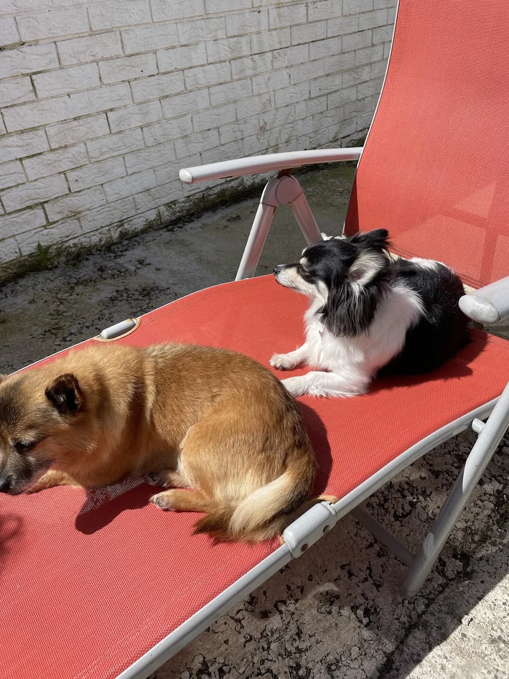 Drumbonaway Kennels - Ulster pet otel