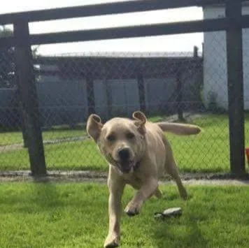 Drumbonaway Kennels - Ulster pet otel görseli 5