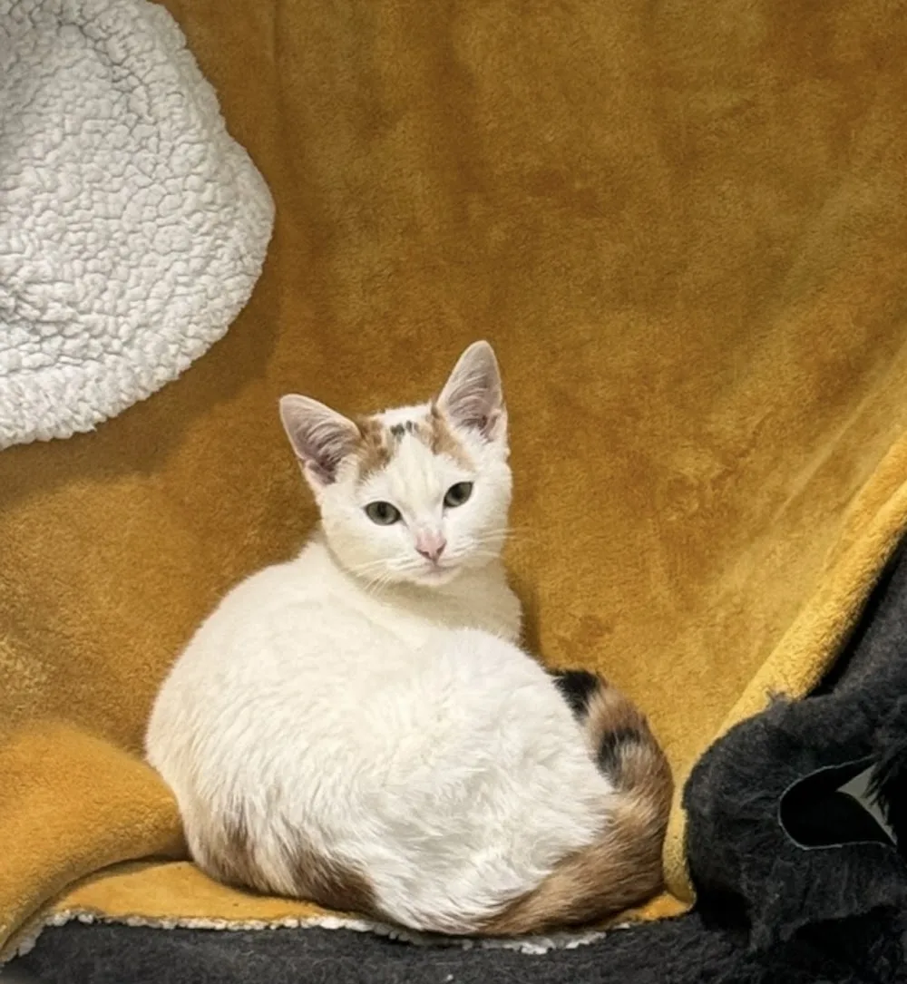 Fruitvale Cat Hotel - Ulster pet otel