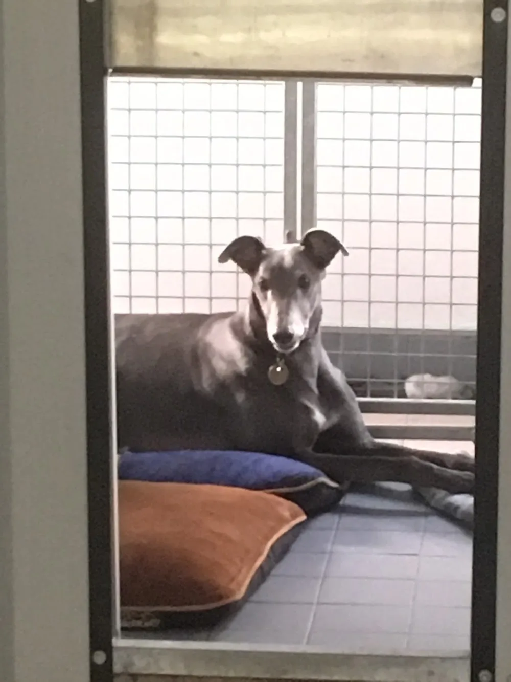 Glencairn Kennels - Ulster pet otel görseli 3