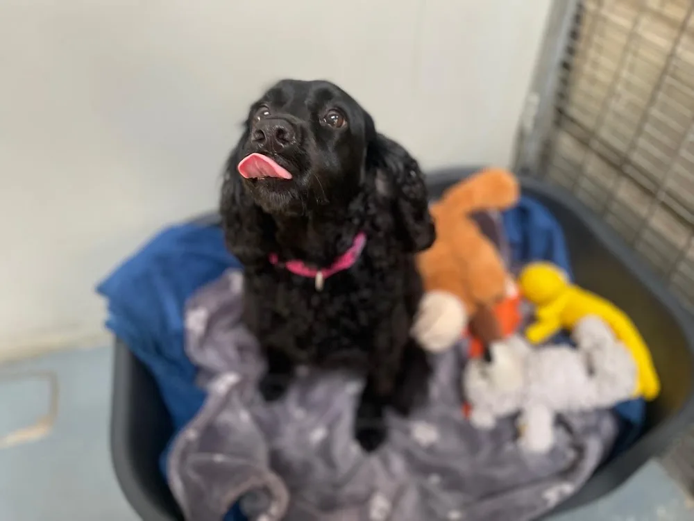 HollyIsland Kennels - Ulster pet otel