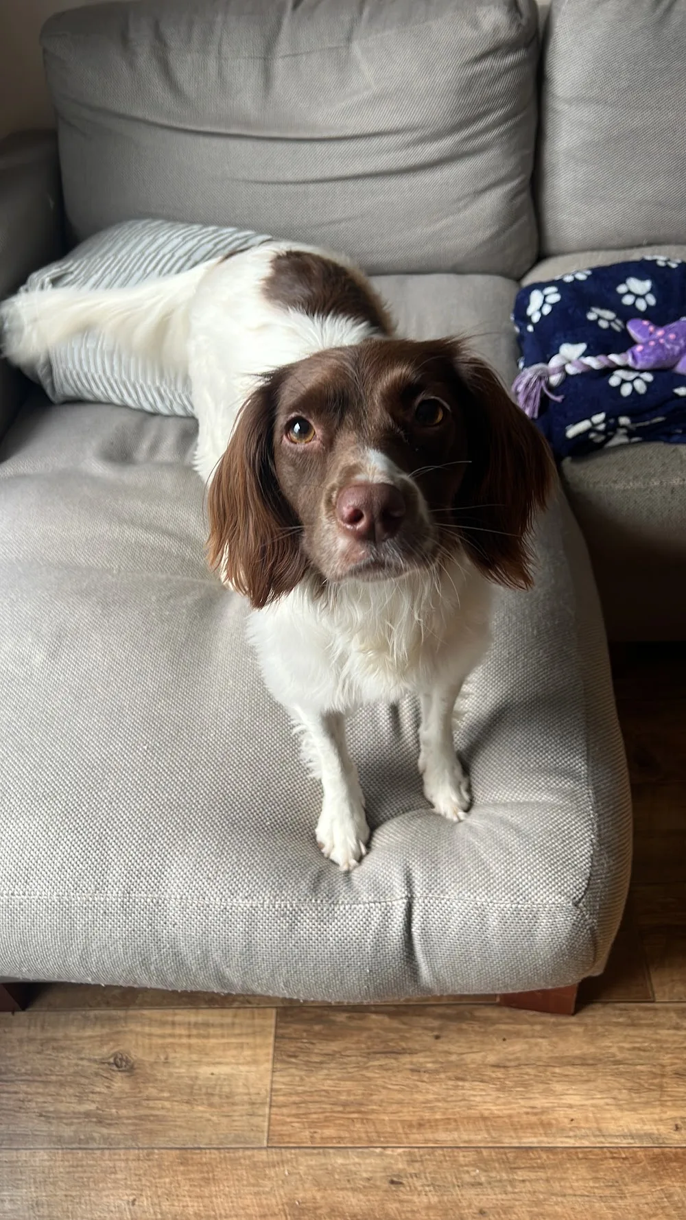 Johnny’s Doggy Hotel - Ulster pet otel