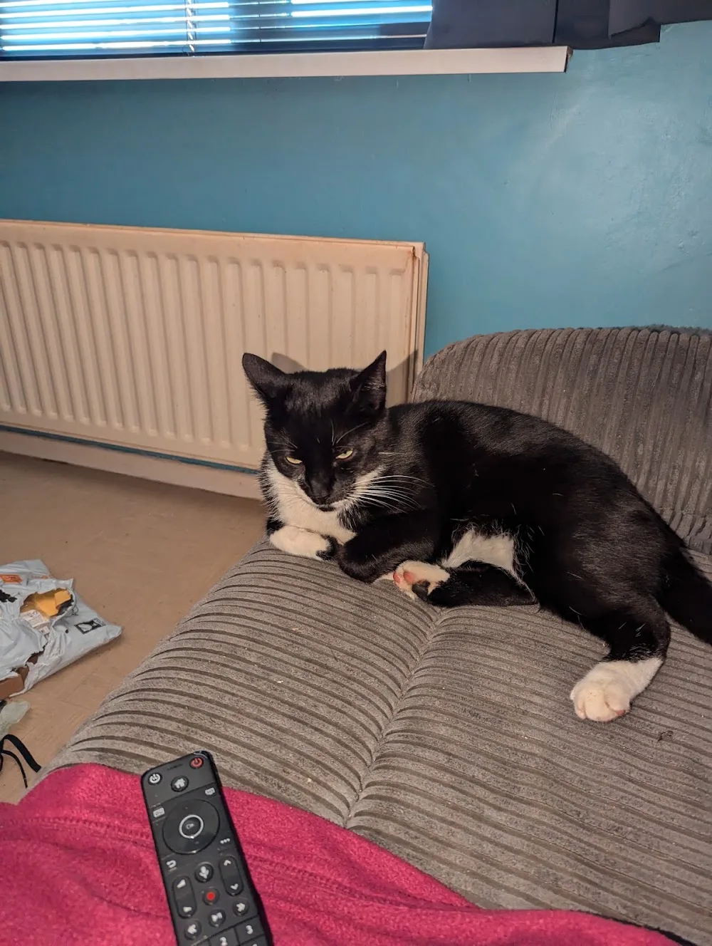 Kilwaughter Cattery - Ulster pet otel