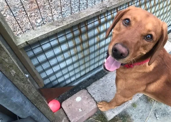 Lisnanane Dog Kennels - Ulster pet otel görseli 3