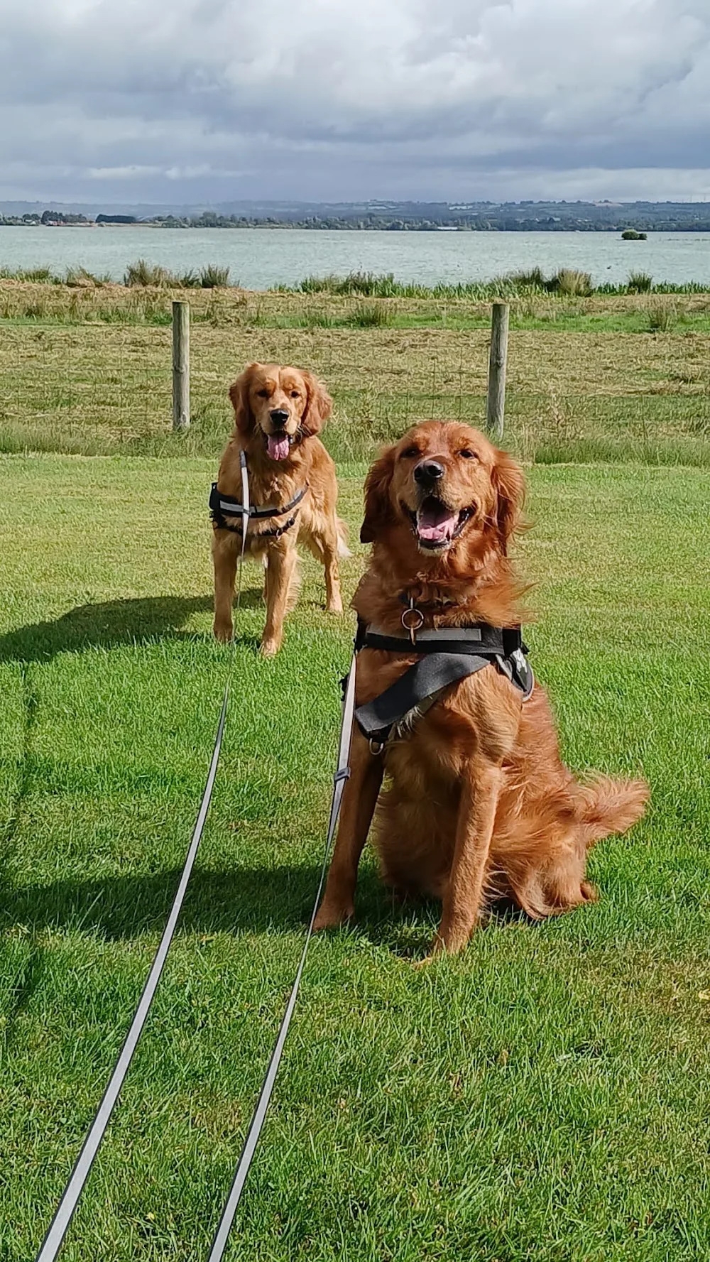 Lough view dog boarding kennels, Mid Ulster - Ulster pet otel görseli 2