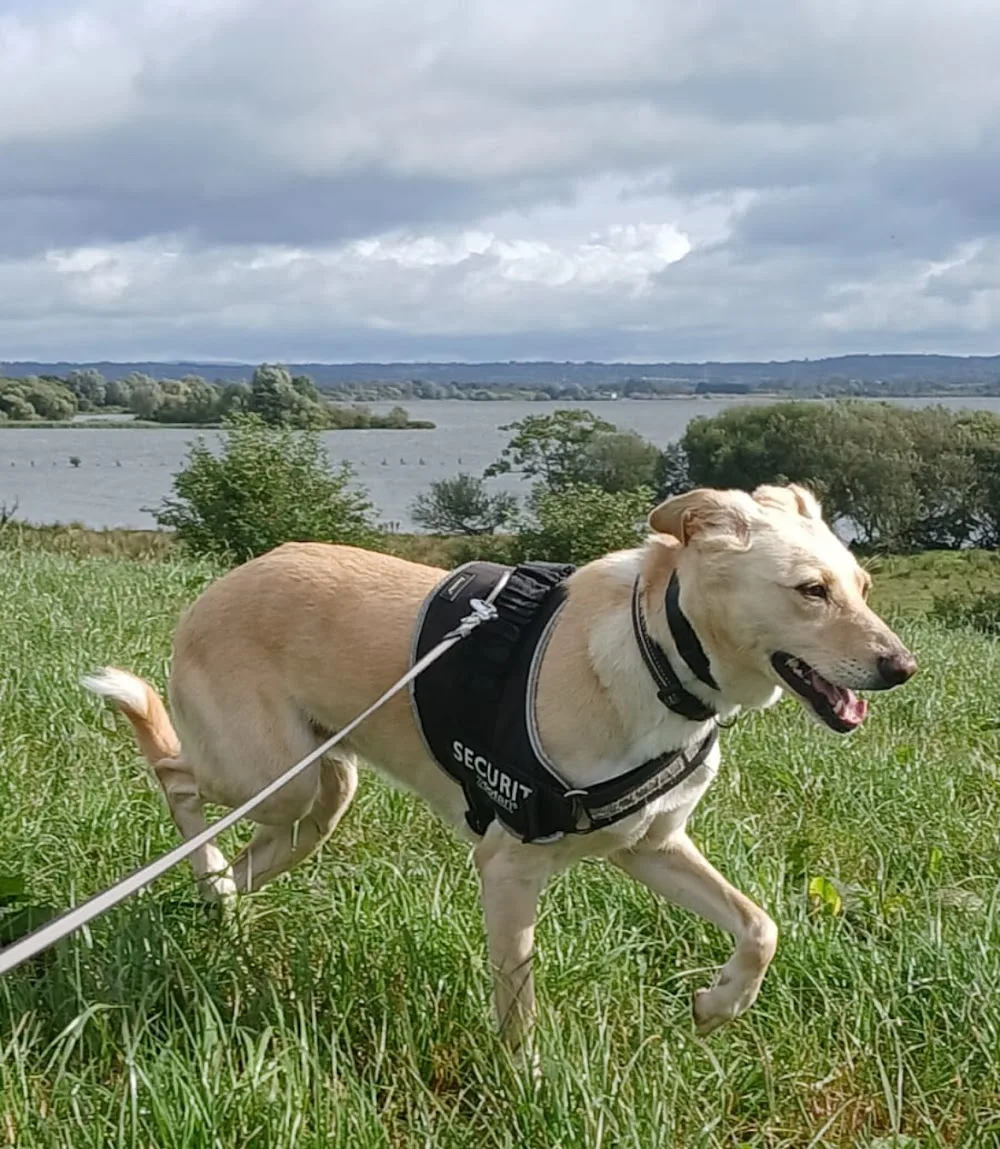 Lough view dog boarding kennels, Mid Ulster - Ulster pet otel görseli 3