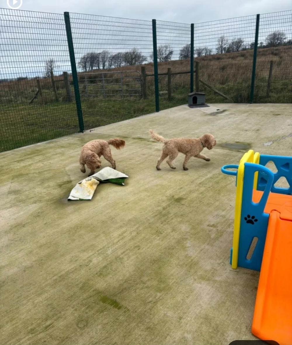 Loughview Animal Resort - Ulster pet otel görseli 3