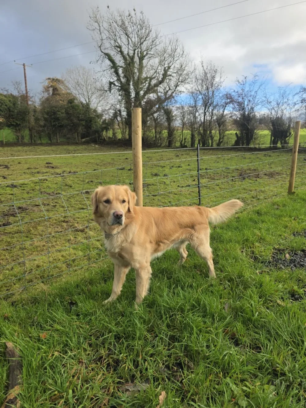 Lucky pup kennels and cattery - Ulster pet otel