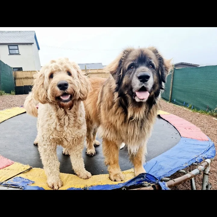 Paula's Paws - Ulster pet otel