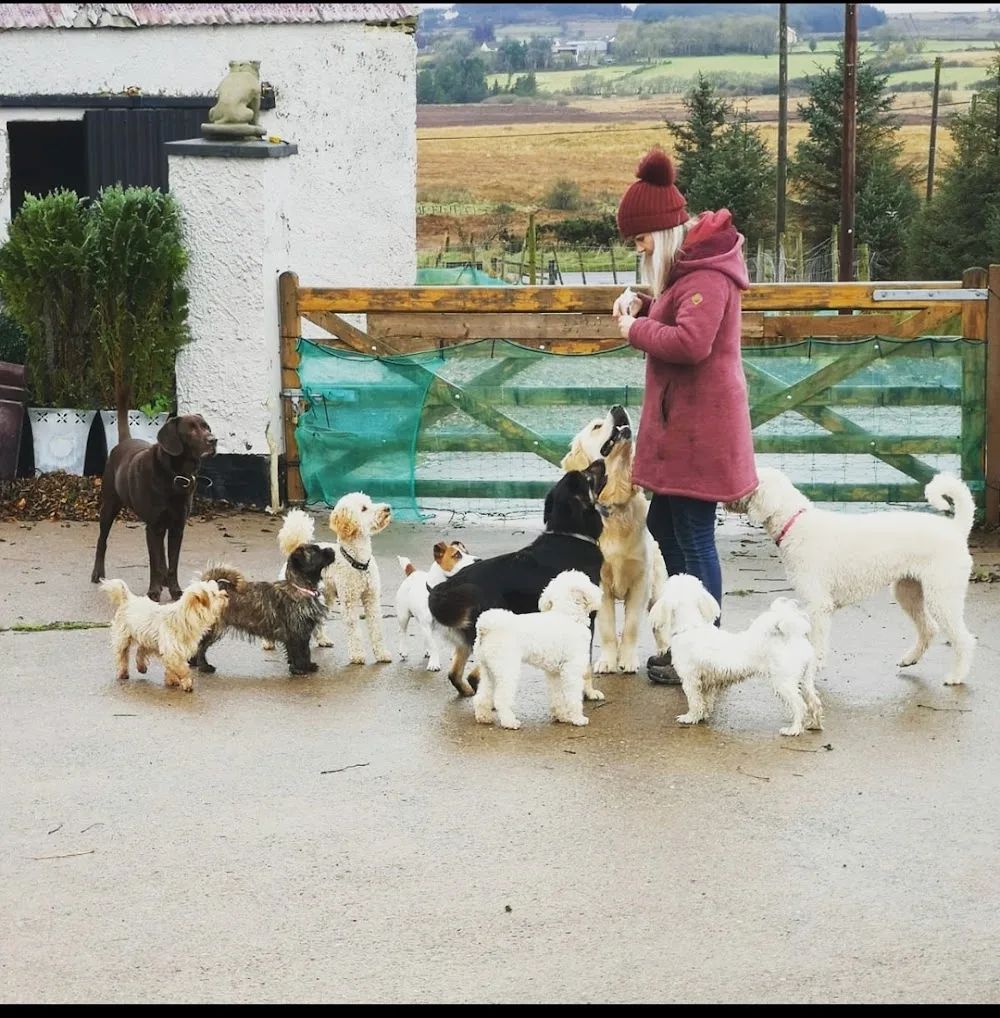 Paula's Paws - Ulster pet otel görseli 3