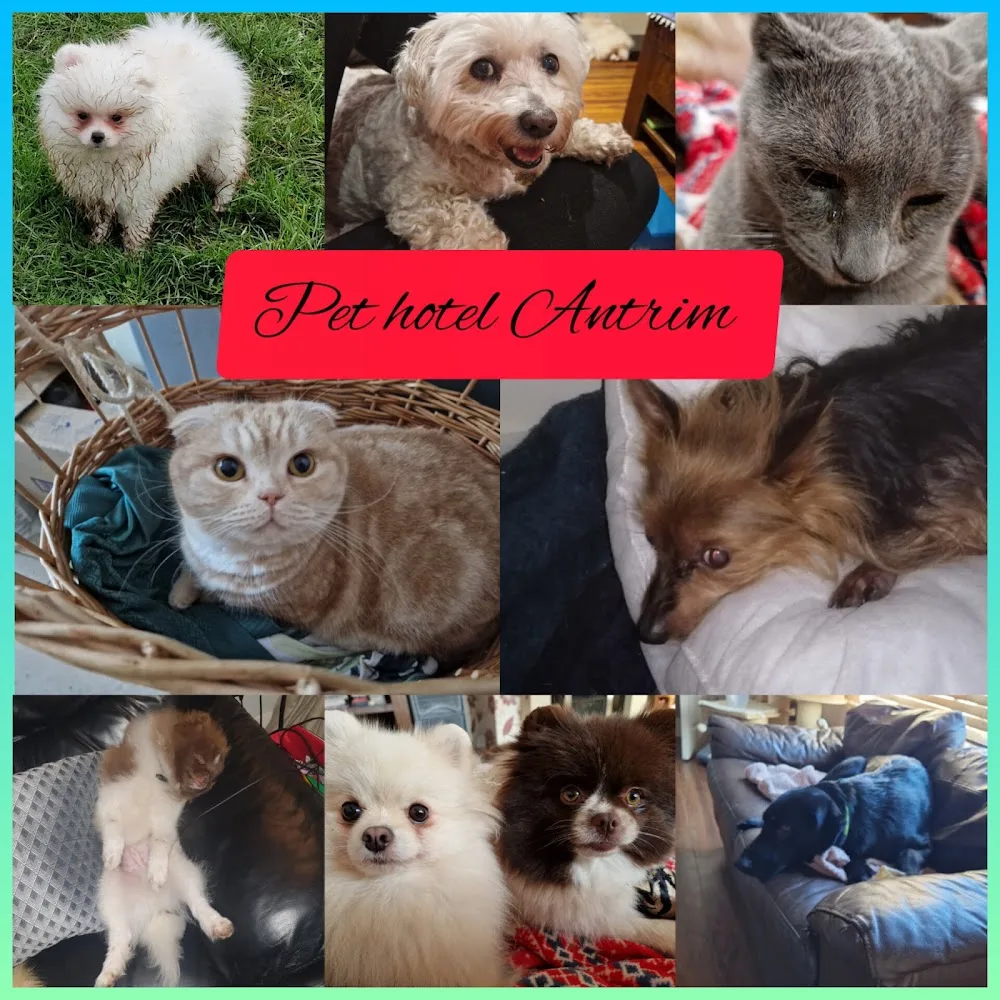 Pet Hotel Antrim - Ulster pet otel görseli 2