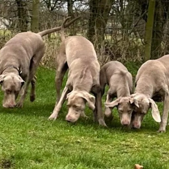 Petglenone Animal Hotel - Ulster pet otel görseli 5