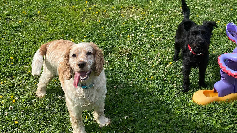 Riverview ni Kennels & Cattery - Ulster pet otel görseli 2