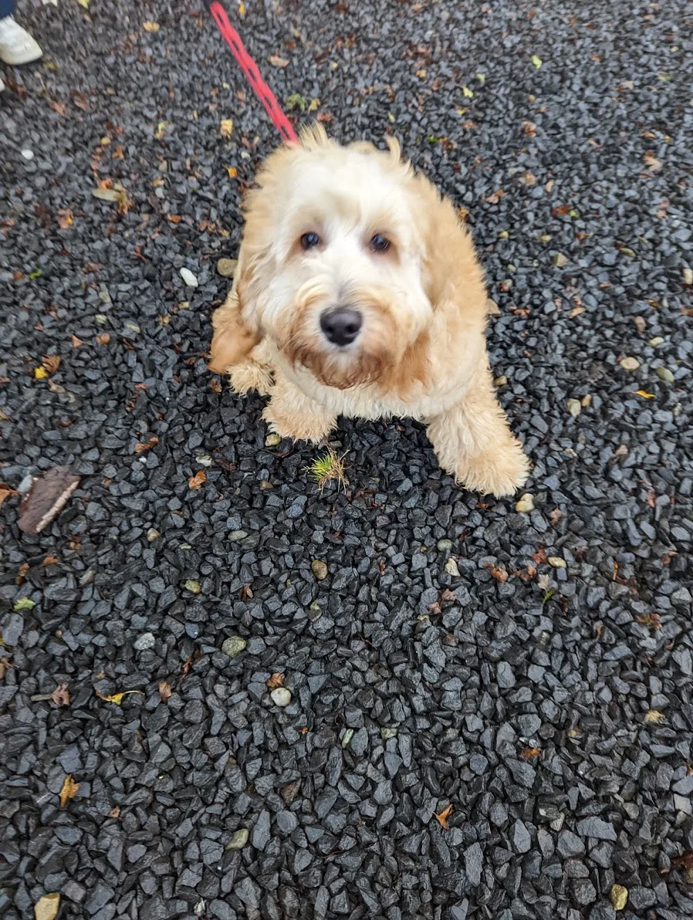 Sheskin Kennels & Cattery - Ulster pet otel