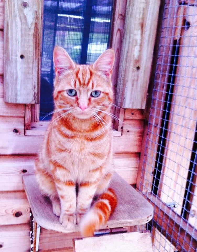 Valley Lodge Cattery - Ulster pet otel