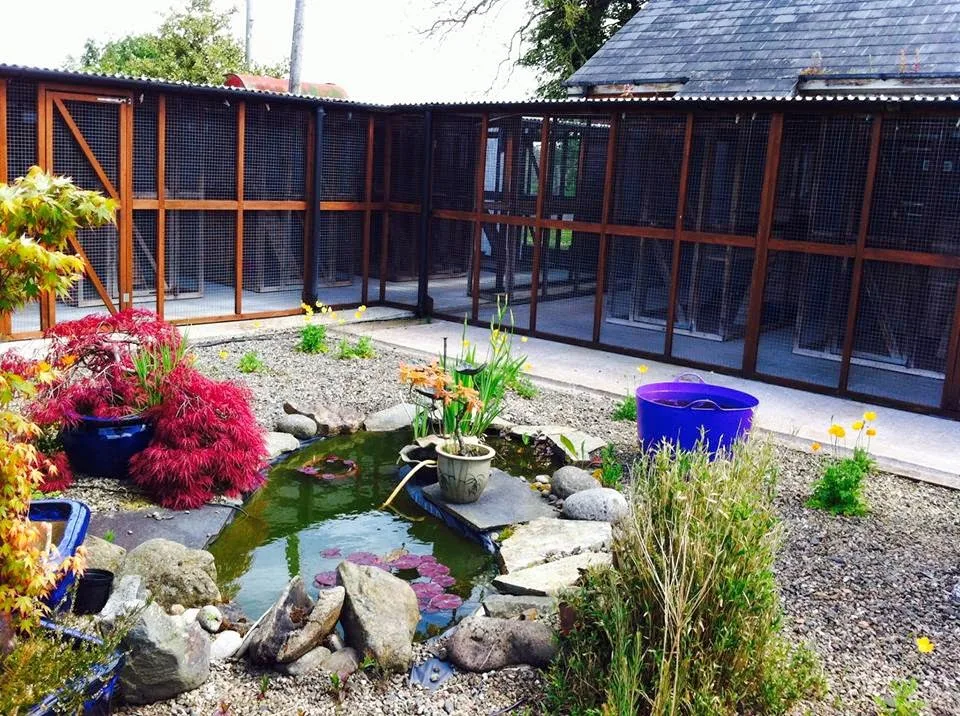Valley Lodge Cattery - Ulster pet otel görseli 3