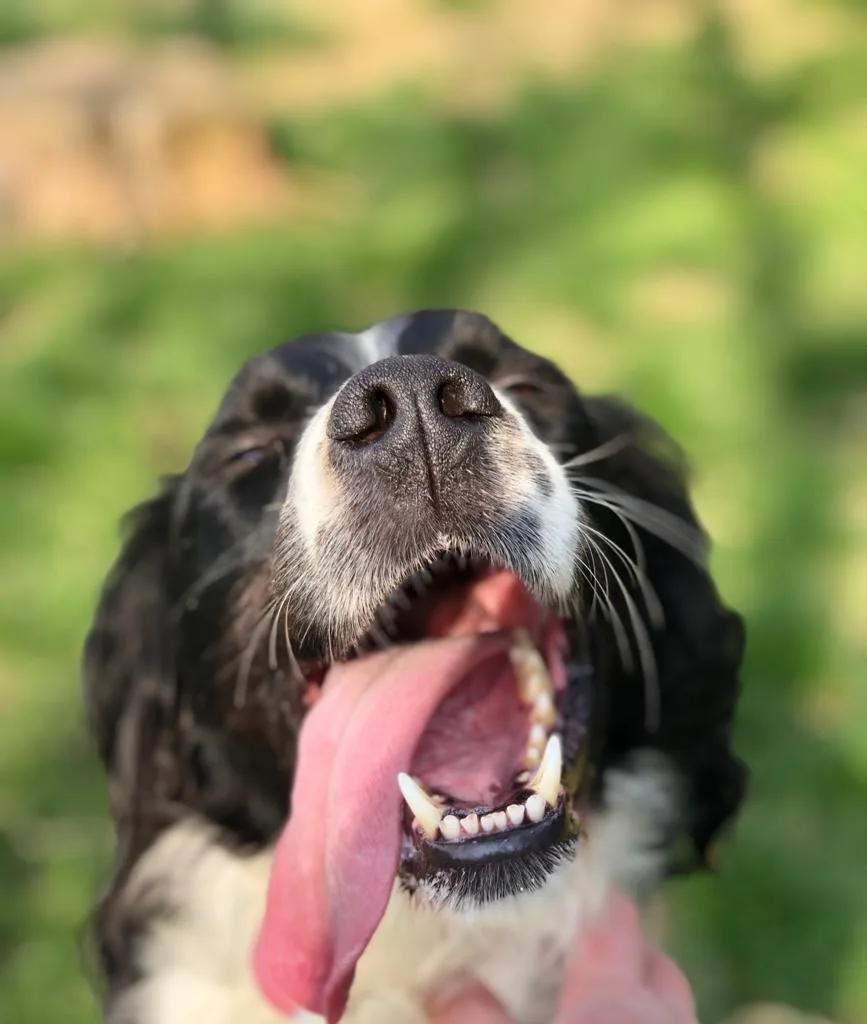 Canile Ponterosso Assisi - Umbria pet otel görseli 4