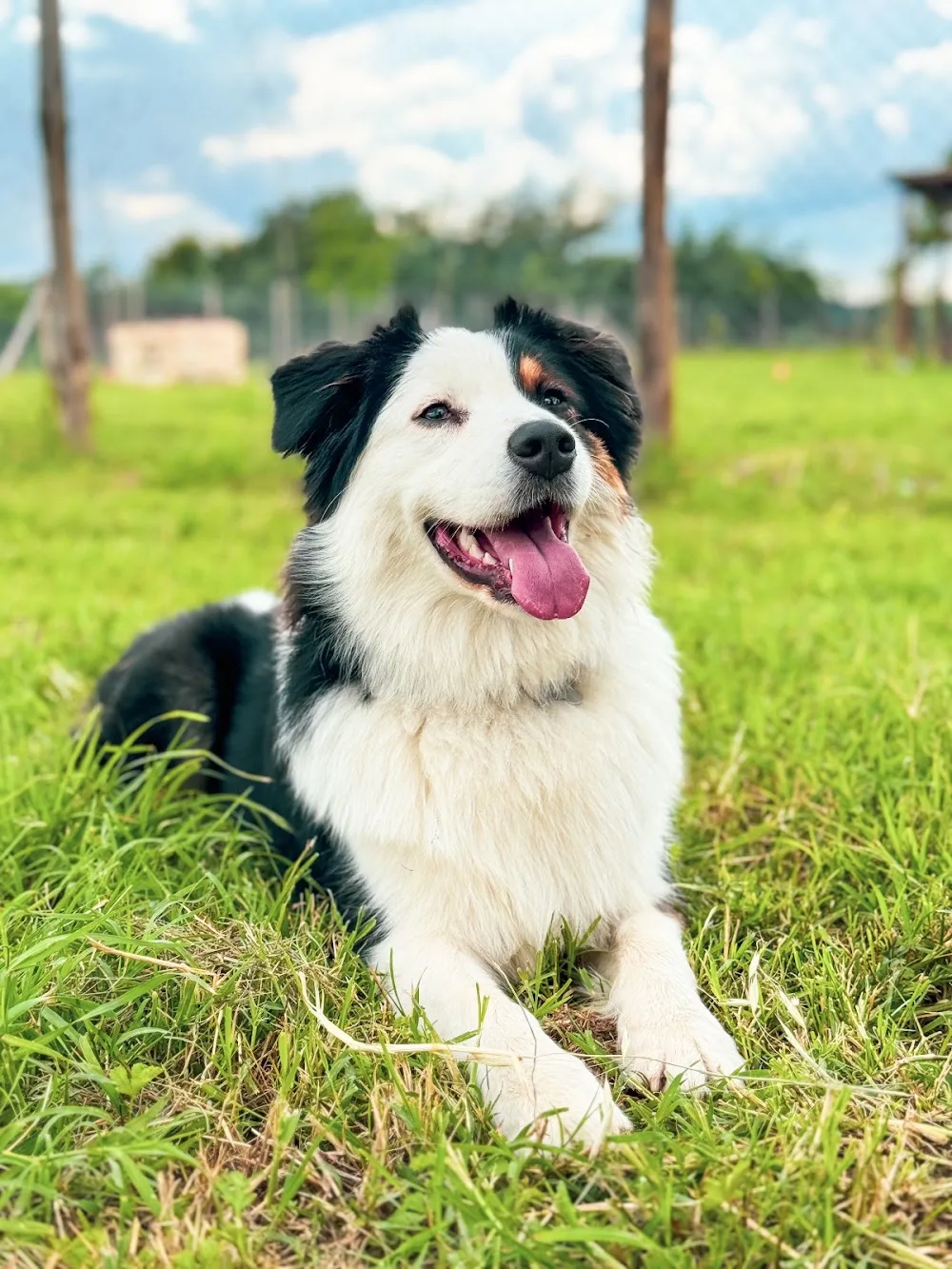 Pensione Cani e Gatti Orvieto - Parco i Pioppi - Umbria pet otel