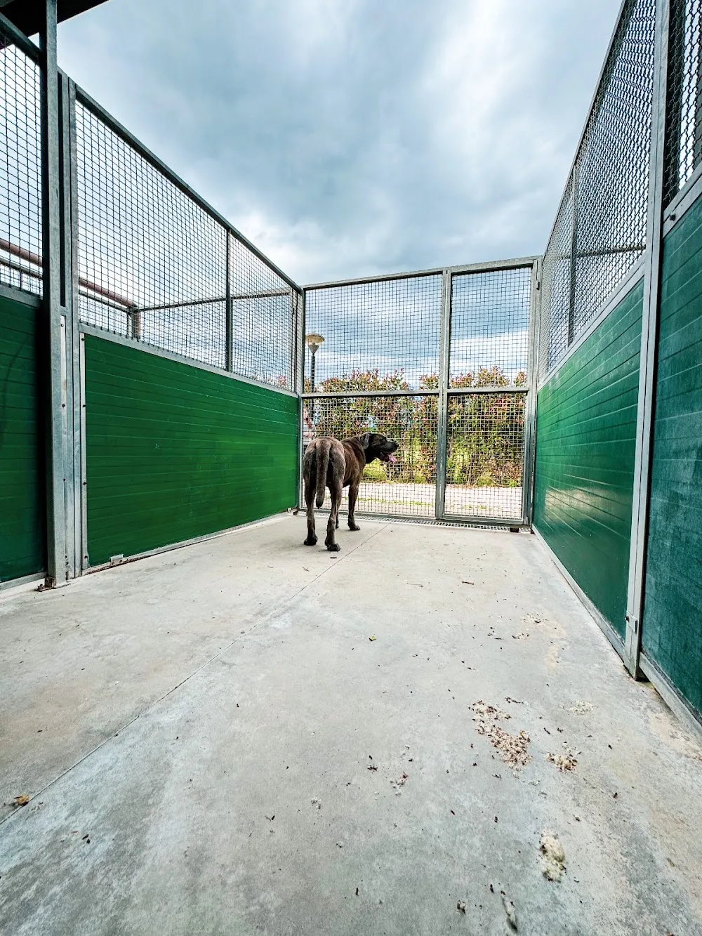 Pensione Cani e Gatti Orvieto - Parco i Pioppi - Umbria pet otel görseli 3