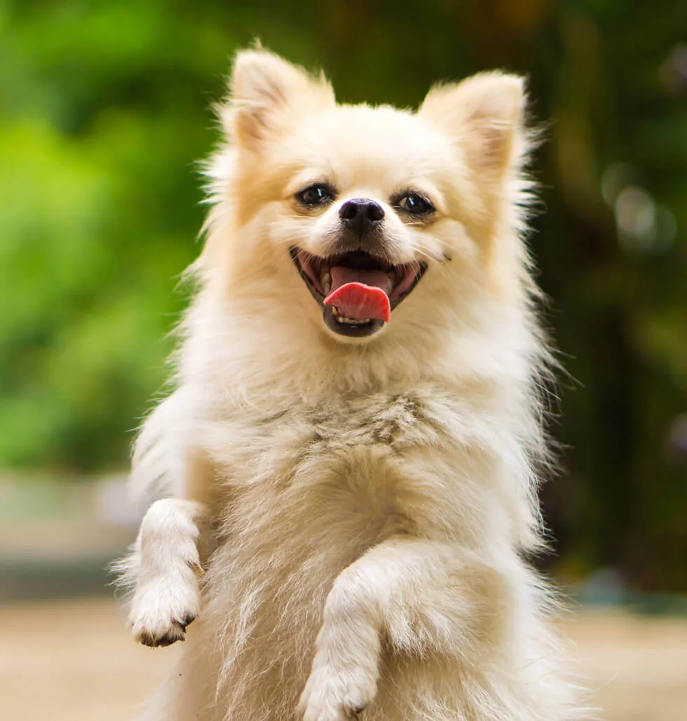 Taxi Pet Sitter - Umbria pet otel