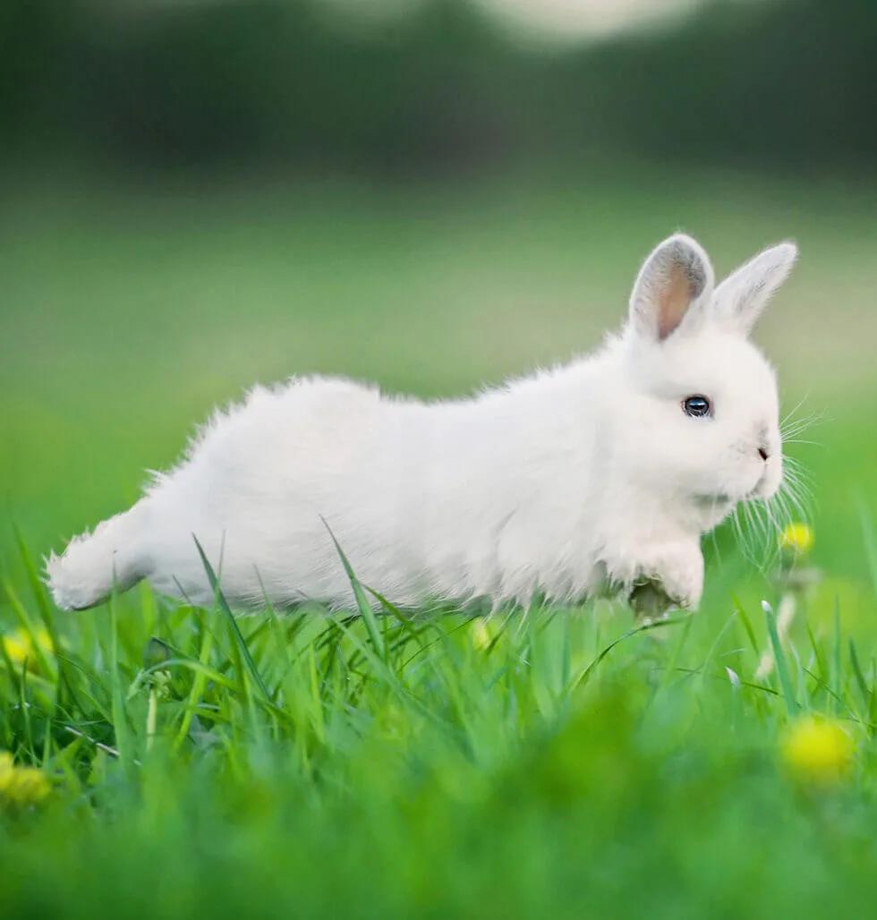 Taxi Pet Sitter - Umbria pet otel görseli 3