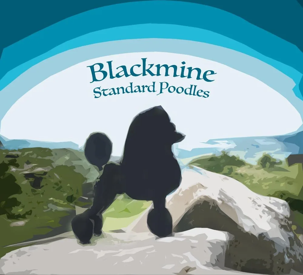 Blackmine Kennels - United Kingdom pet otel görseli 2