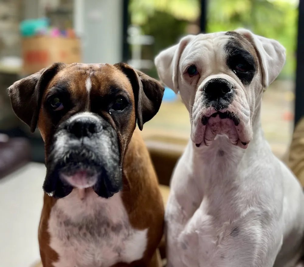 Bow-Wow Pets - United Kingdom pet otel görseli 2