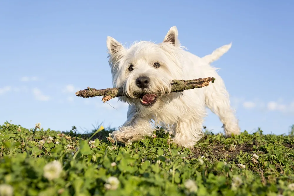 Bow-Wow Pets - United Kingdom pet otel görseli 3