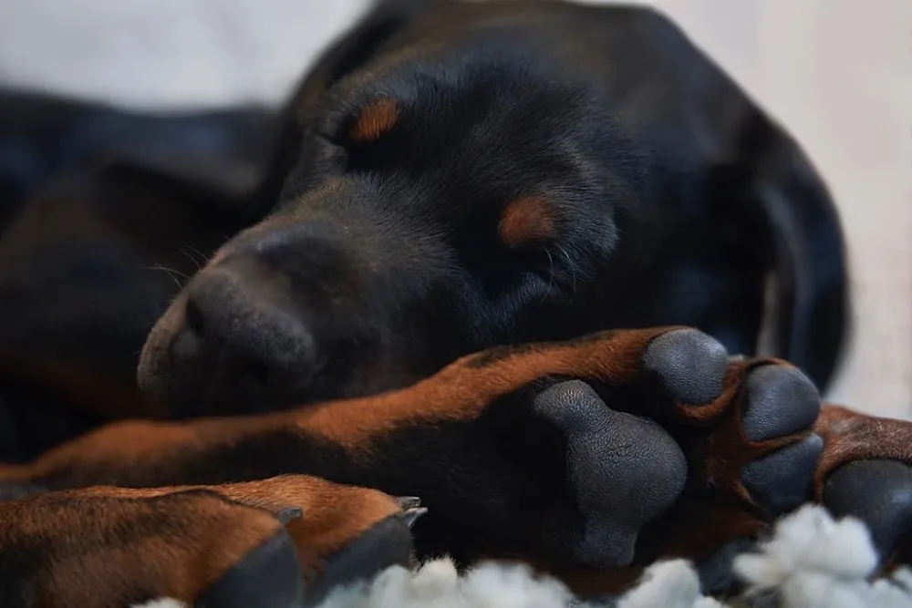 Cezarblue Kennel - United Kingdom pet otel görseli 2