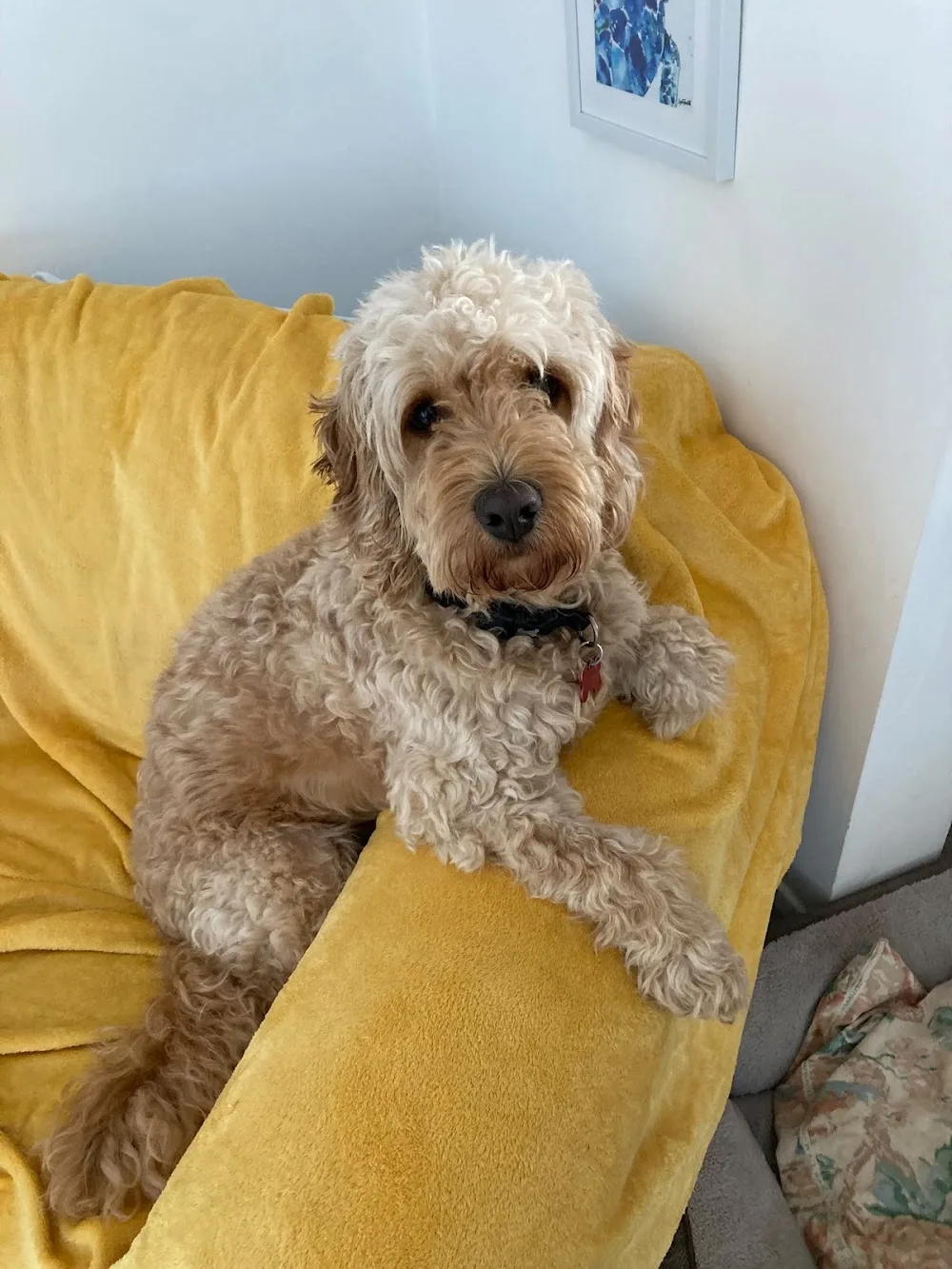 Dog Dotty Doggy Day Care & Boarding (kennel free) - United Kingdom pet otel görseli 2
